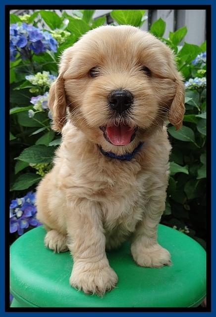 Sky Reagan pups 6 wks old 410