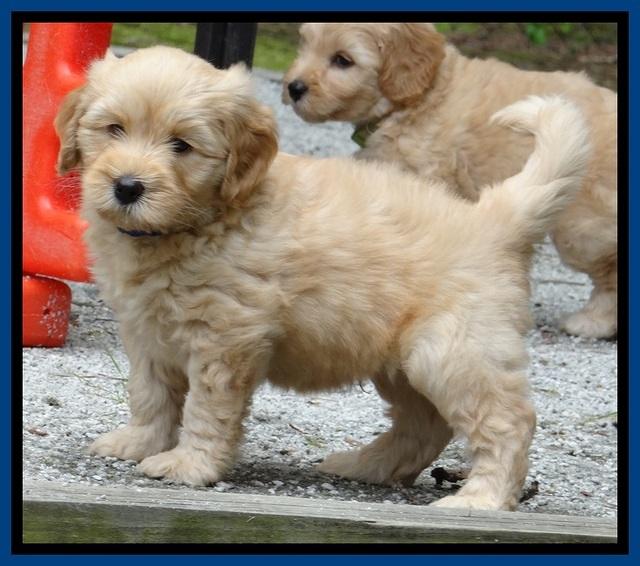 Sky Reagan pups 6 wks old 460