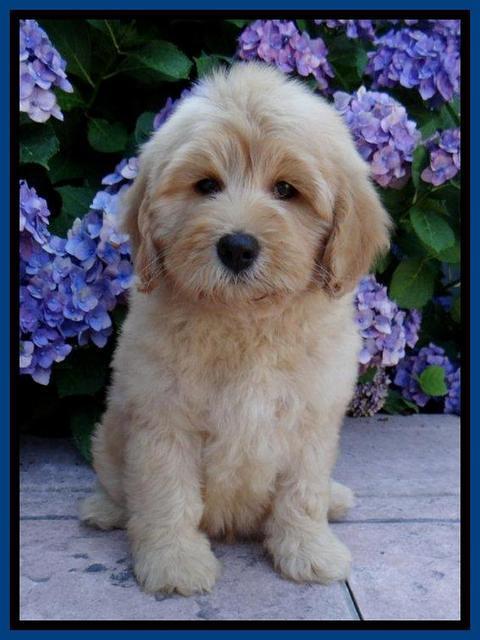 Sky Reagan pups 8 wks old 110