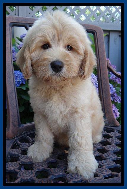 Sky Reagan pups 8 wks old 120