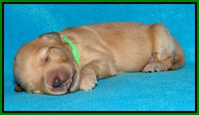 Sky Reagan pups 1 week old 131
