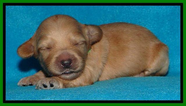 Sky Reagan pups 1 week old 151