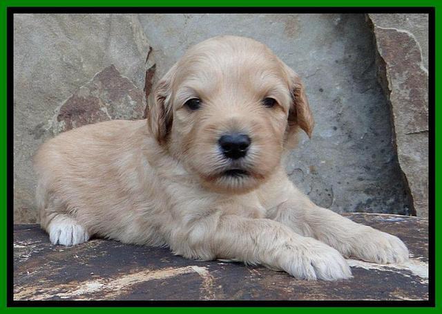 Sky Reagan pups 3 wks old 190