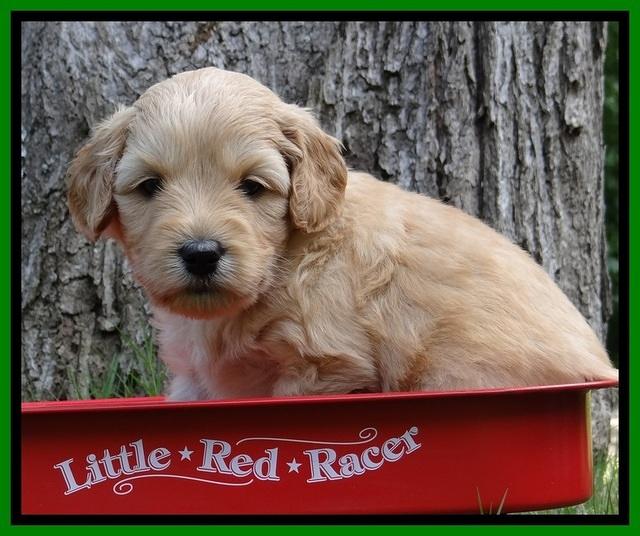 Sky Reagan pups 4 wks old 270