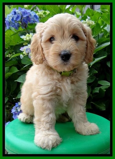 Sky Reagan pups 6 wks old 260