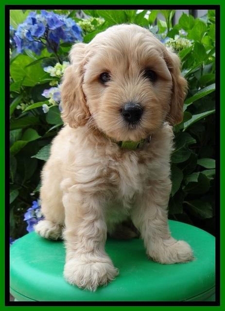 Sky Reagan pups 6 wks old 270
