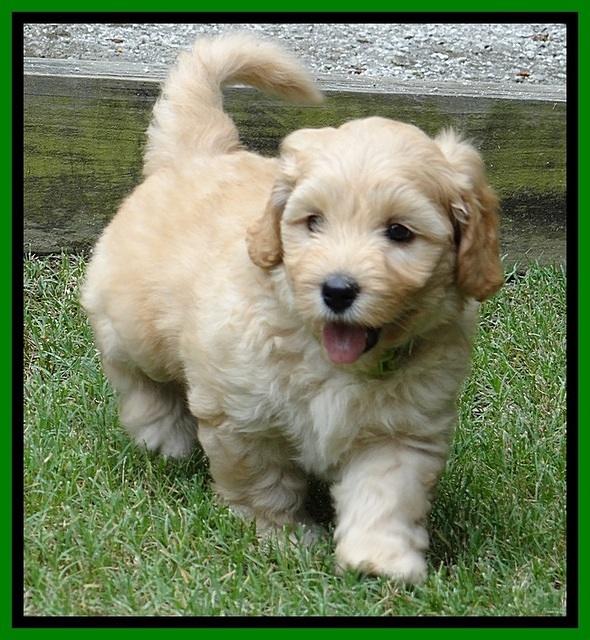 Sky Reagan pups 6 wks old 310