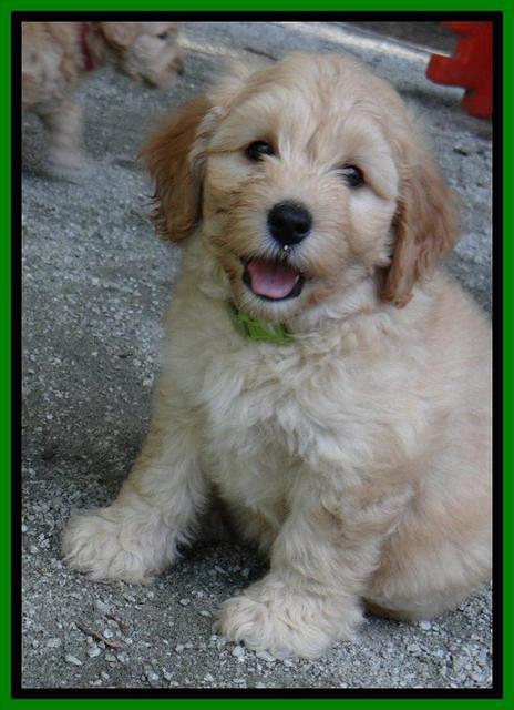 Sky Reagan pups 7 wks old 1011