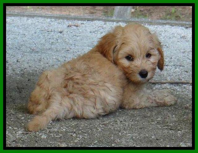 Sky Reagan pups 7 wks old 1111