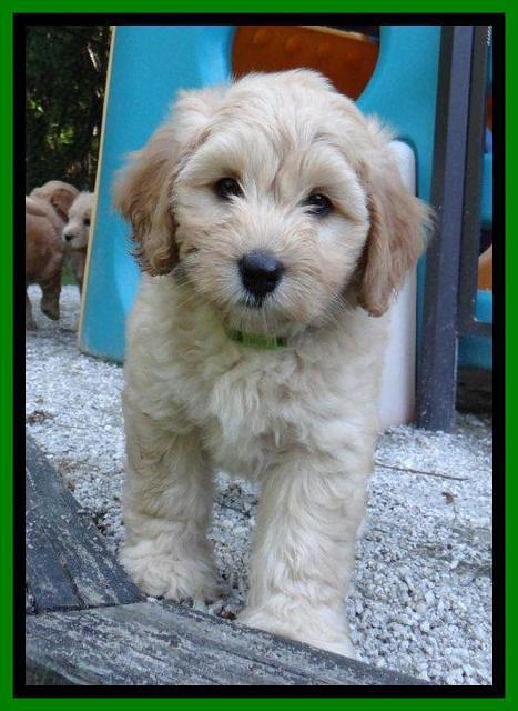 Sky Reagan pups 7 wks old 1211