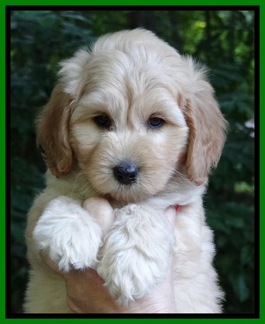 Sky Reagan pups 7 wks old 161