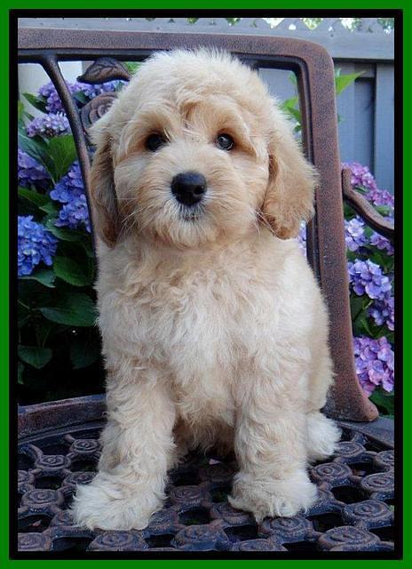 Sky Reagan pups 8 wks old 140