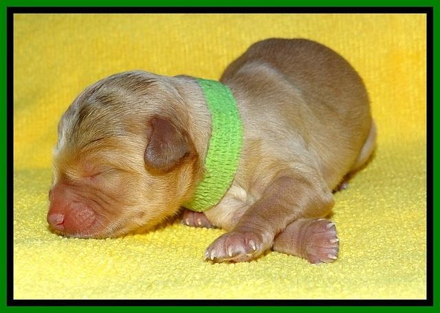 SkyReagan pups newborn 151