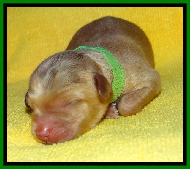 SkyReagan pups newborn 161