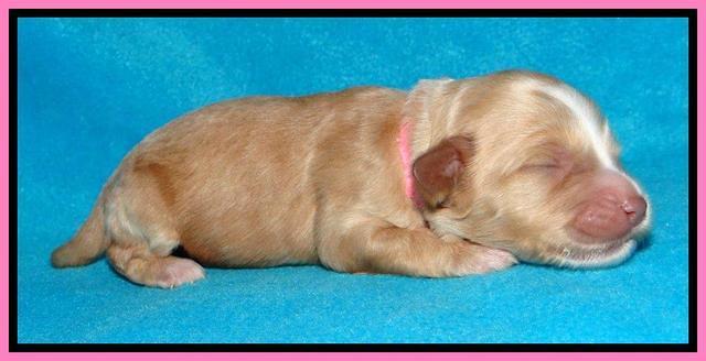 Sky Reagan pups 1 week old 11