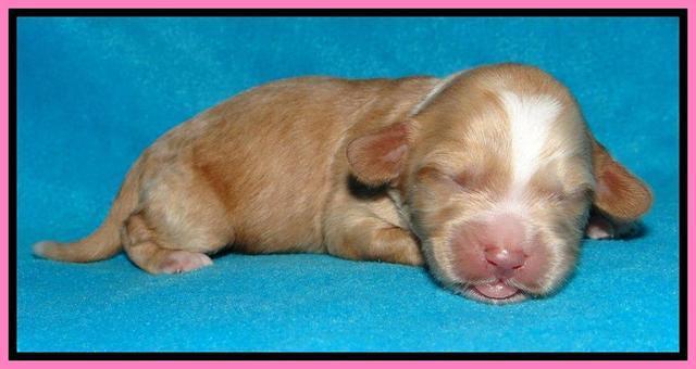 Sky Reagan pups 1 week old 21