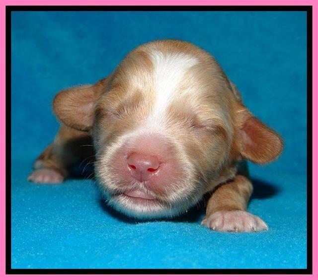 Sky Reagan pups 1 week old 31