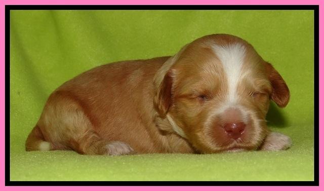 Sky Reagan pups 2 wks old 21