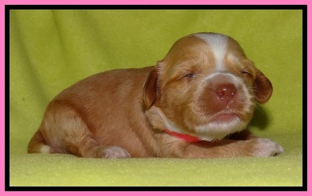 Sky Reagan pups 2 wks old 31