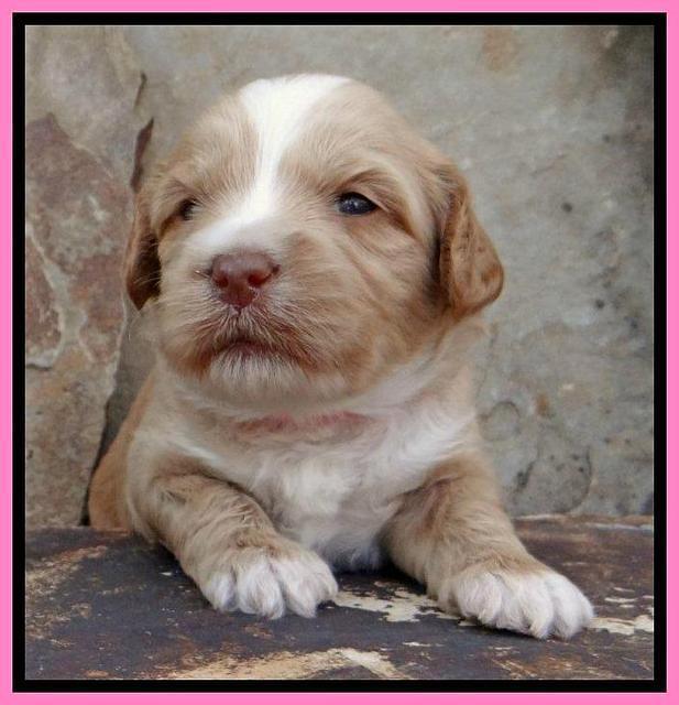 Sky Reagan pups 3 wks old 30