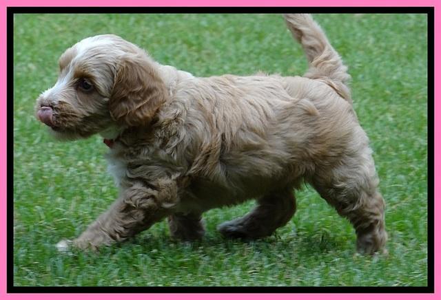 Sky Reagan pups 6 wks old 30