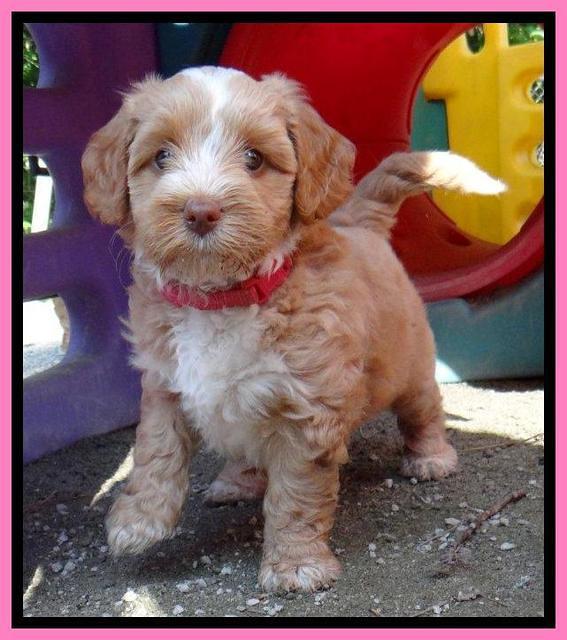 Sky Reagan pups 6 wks old 31