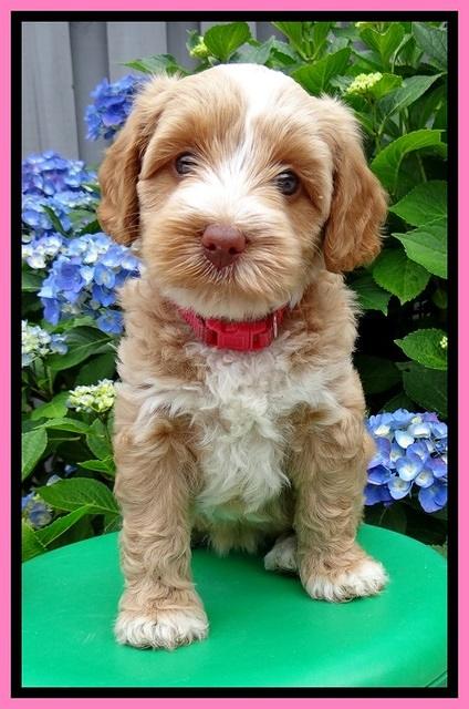 Sky Reagan pups 6 wks old 60