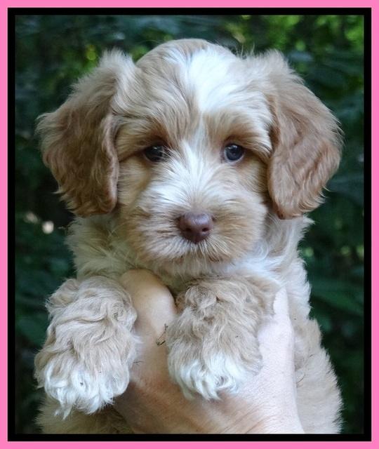 Sky Reagan pups 7 wks old 101