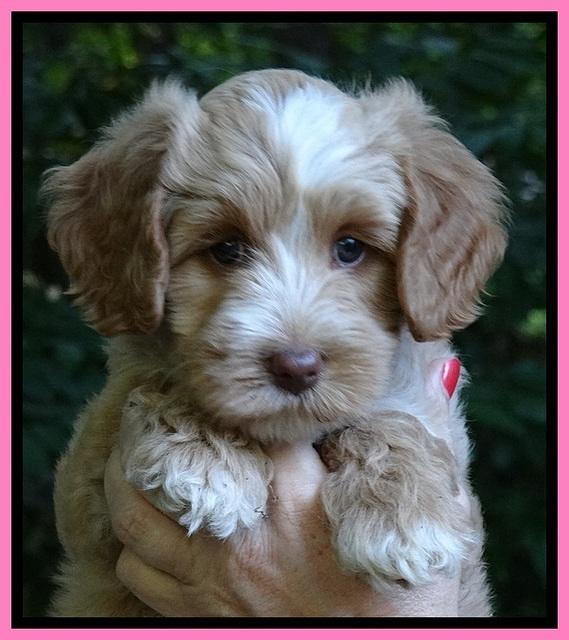 Sky Reagan pups 7 wks old 111