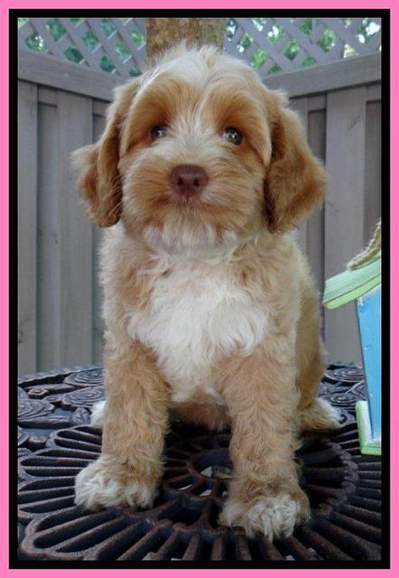 Sky Reagan pups 8 wks old 180