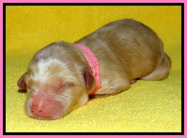 SkyReagan pups newborn 31