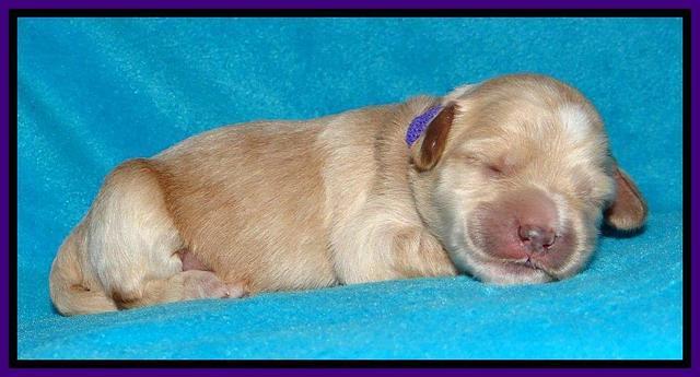 Sky Reagan pups 1 week old 71