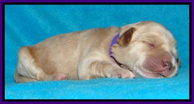 Sky Reagan pups 1 week old 81