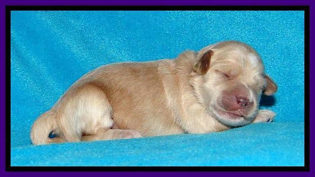 Sky Reagan pups 1 week old 91