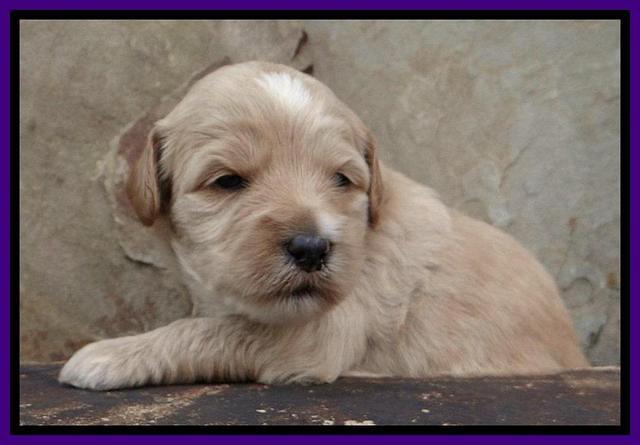 Sky Reagan pups 3 wks old 100