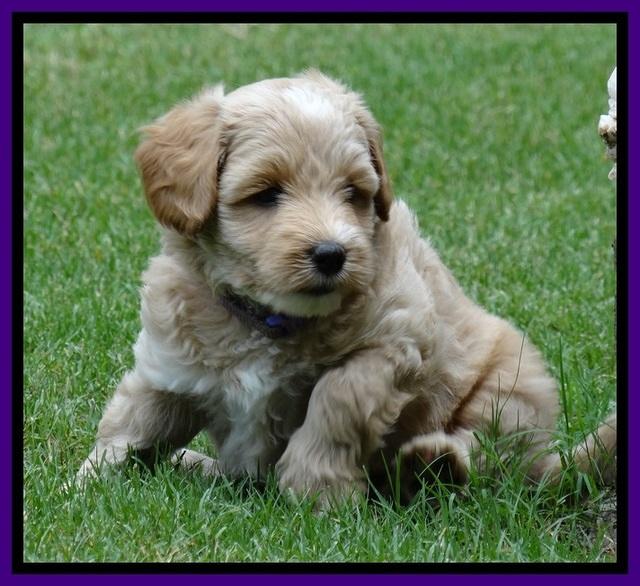 Sky Reagan pups 6 wks old 100