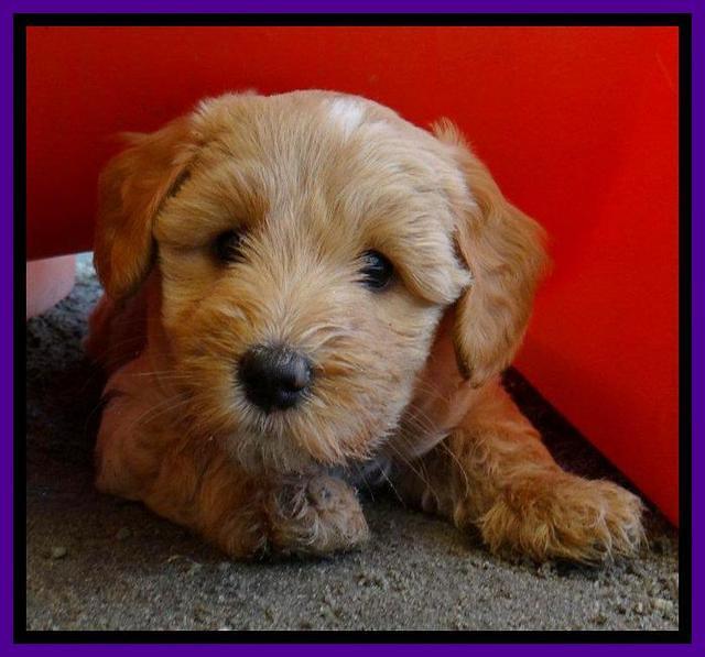 Sky Reagan pups 6 wks old 61