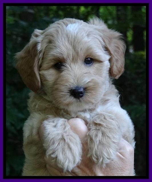 Sky Reagan pups 7 wks old 211