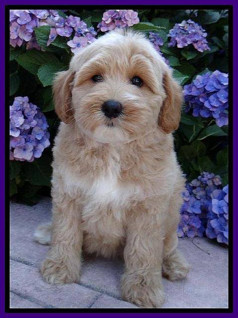 Sky Reagan pups 8 wks old 260