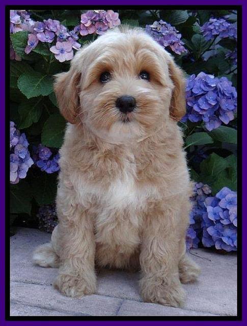 Sky Reagan pups 8 wks old 270