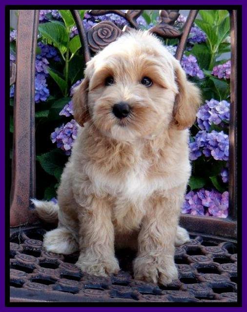 Sky Reagan pups 8 wks old 280