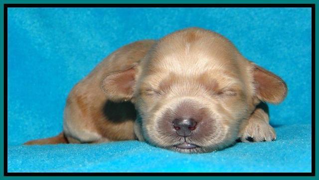 Sky Reagan pups 1 week old 101
