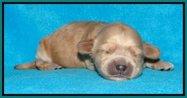 Sky Reagan pups 1 week old 121