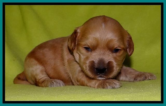 Sky Reagan pups 2 wks old 101