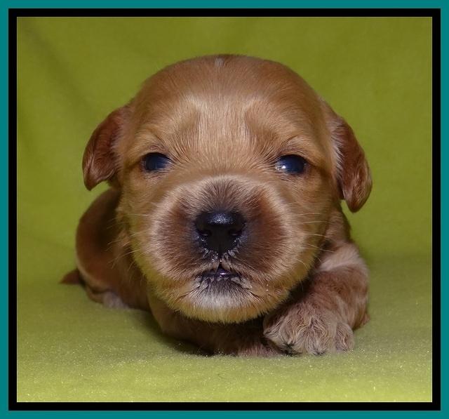 Sky Reagan pups 2 wks old 121