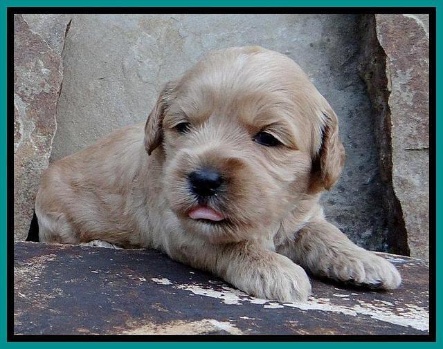 Sky Reagan pups 3 wks old 150