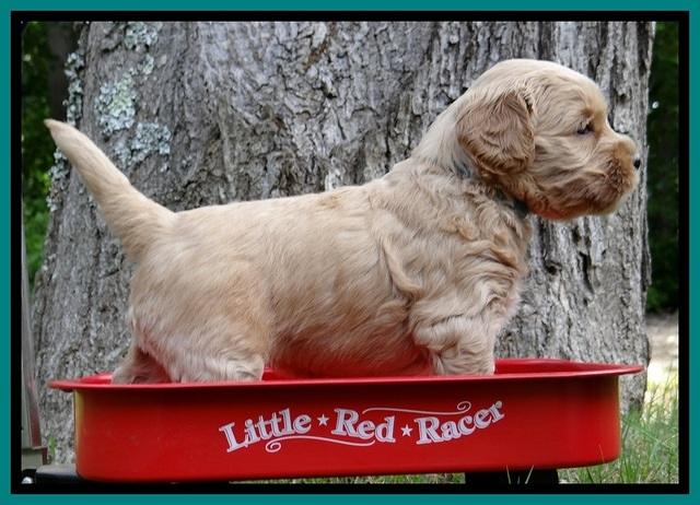 Sky Reagan pups 4 wks old 190