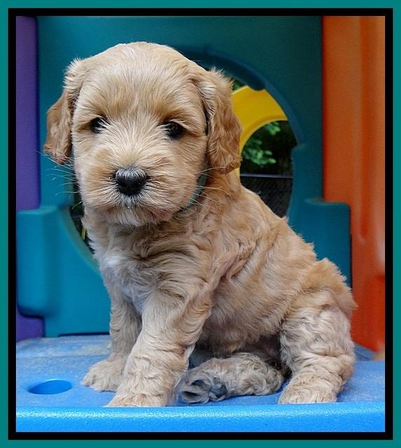 Sky Reagan pups 5 wks old 120