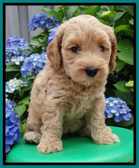 Sky Reagan pups 6 wks old 110