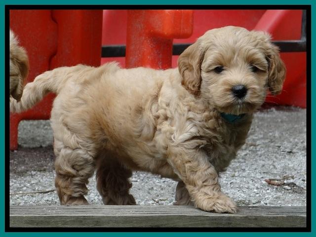 Sky Reagan pups 6 wks old 130